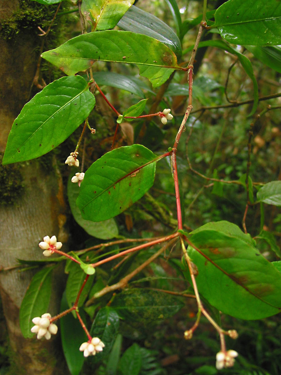علف هفت بند چینی